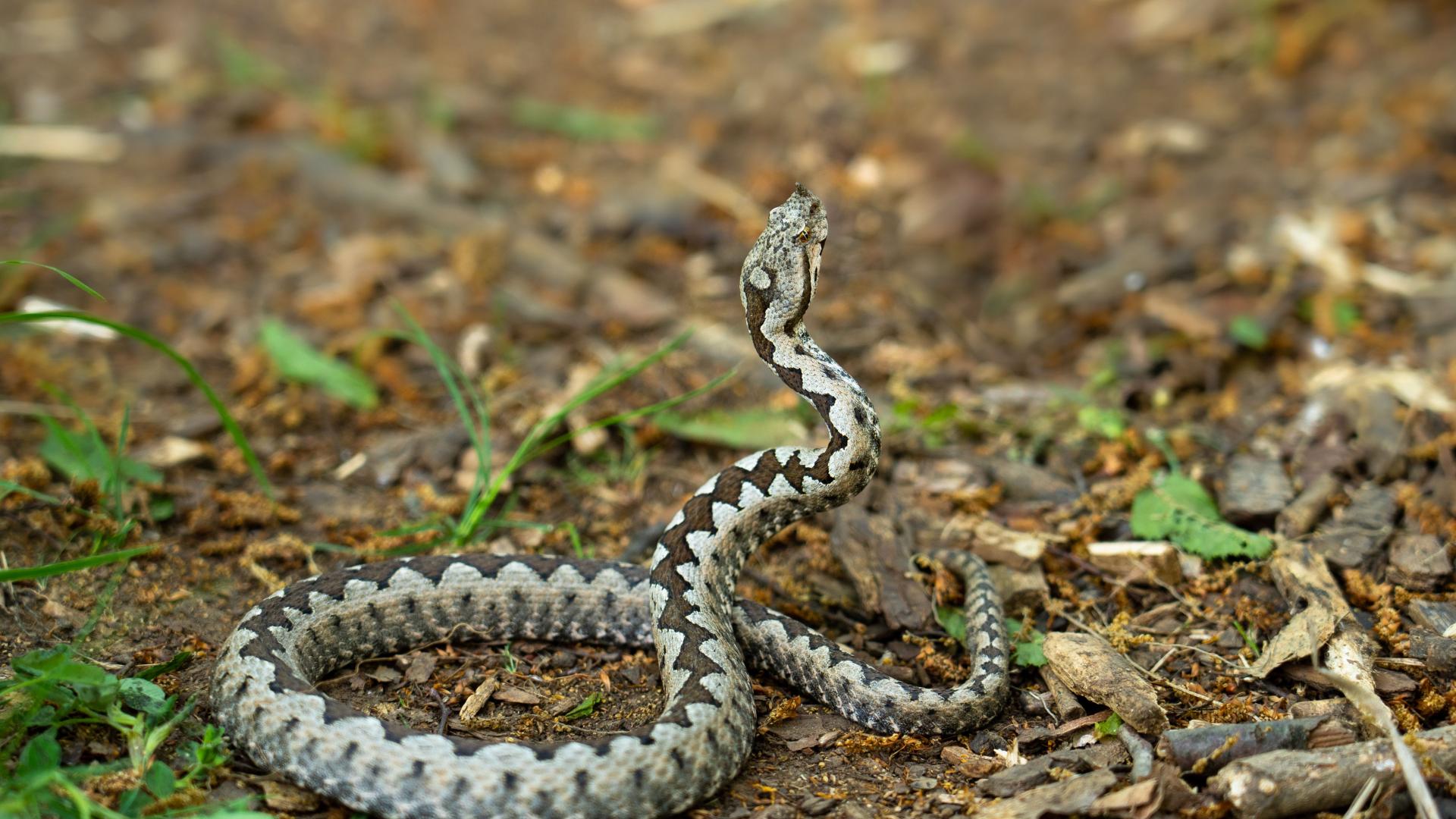 Експерт по отровните змии с предупреждение: Ако ви ухапе - в никакъв случай не...