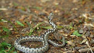 Експерт по отровните змии с предупреждение: Ако ви ухапе - в никакъв случай не...