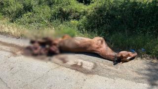 Зловещо: Труп край ключов път в Северозапада изправи косите на шофьорите СНИМКИ 18+