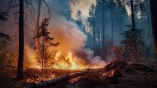 Експерт с ценни съвети - как да реагираме адекватно при пожар в природата или на закрито