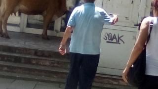 Културна работа! Крави влязоха да разгледат картини в галерия СНИМКИ