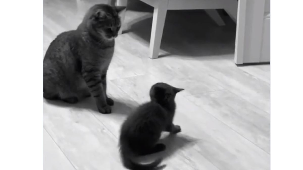 Коте нинджа показа удивителна тактика на безконтактната битка ВИДЕО