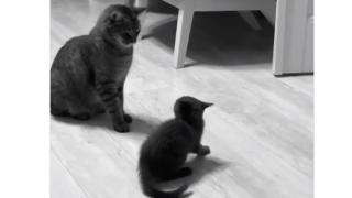 Коте нинджа показа удивителна тактика на безконтактната битка ВИДЕО