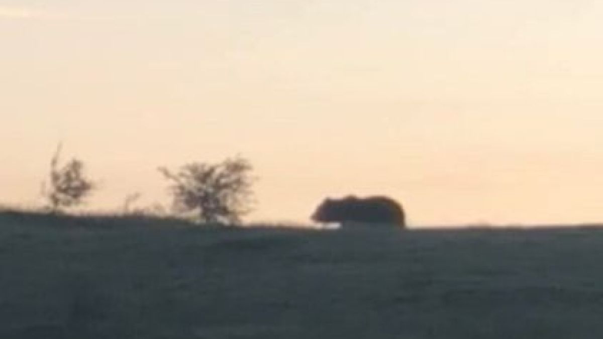 Свиреп хищник окървави любимо на туристите място до връх Бузлуджа СНИМКА