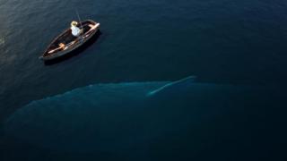 Извадиха огромен звяр край бреговете на Шотландия СНИМКА