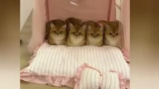 Собственик изобрети климатична система за котки, достойна за Нобелова награда ВИДЕО