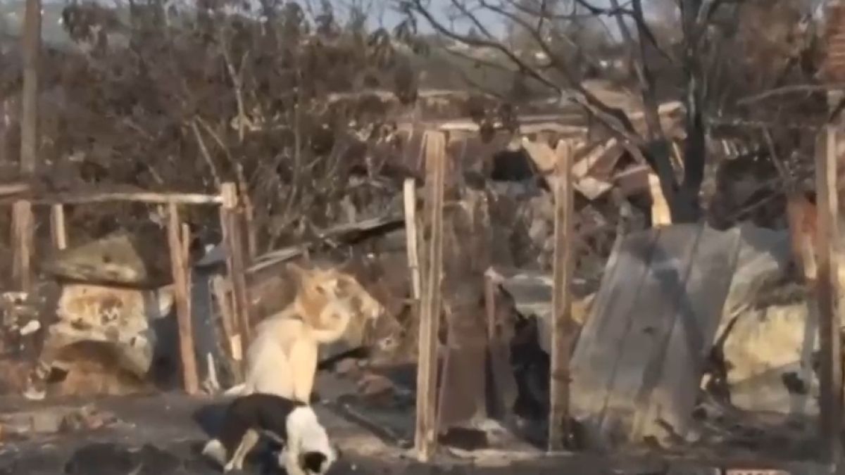 Огънят уби 250 овце на Иван и изпепели фермата му, а държавата го компенсира със... ВИДЕО