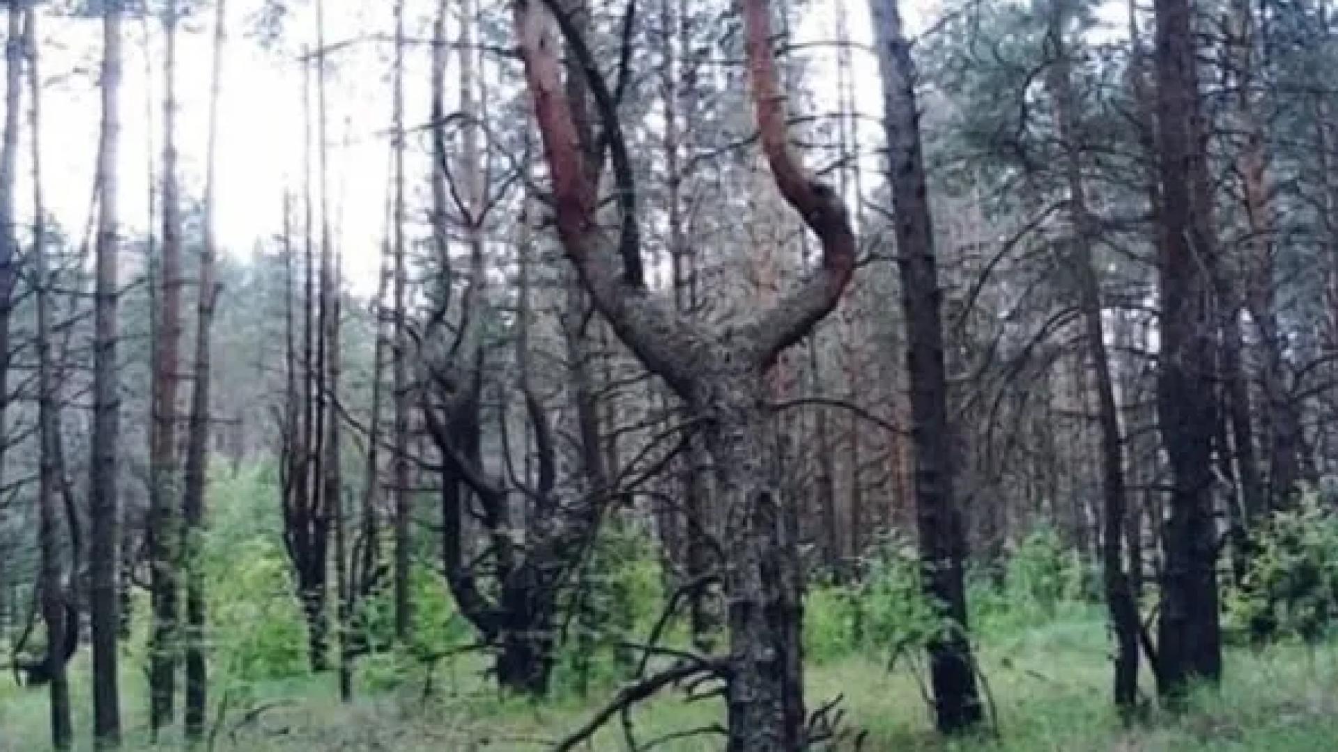 Хранителни гиганти скочиха на ЕС заради закон за обезлесяването на горите