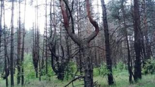 Хранителни гиганти скочиха на ЕС заради закон за обезлесяването на горите