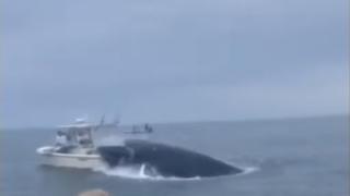Страховито ВИДЕО! Огромен кит обръща лодка с хора в нея