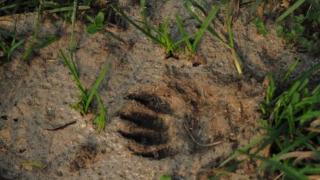 Странен хищник се появи в наш двор СНИМКИ