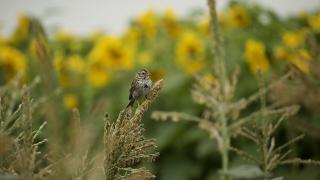 Лоша новина за българските врабчета