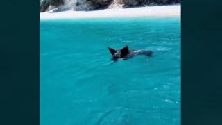 На хитов гръцки плаж прасета плуват заедно с хората ВИДЕО