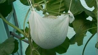 Старт! Започна търгът на пъпеша, отгледан в Пловдивско, с начална цена 400 лв. СНИМКИ