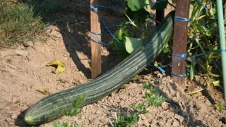 Необичайно голяма и космата краставица стана световна сензация ВИДЕО