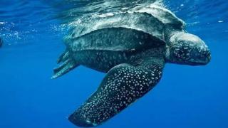 За първи път такова нещо се е запътило към Черно море СНИМКИ