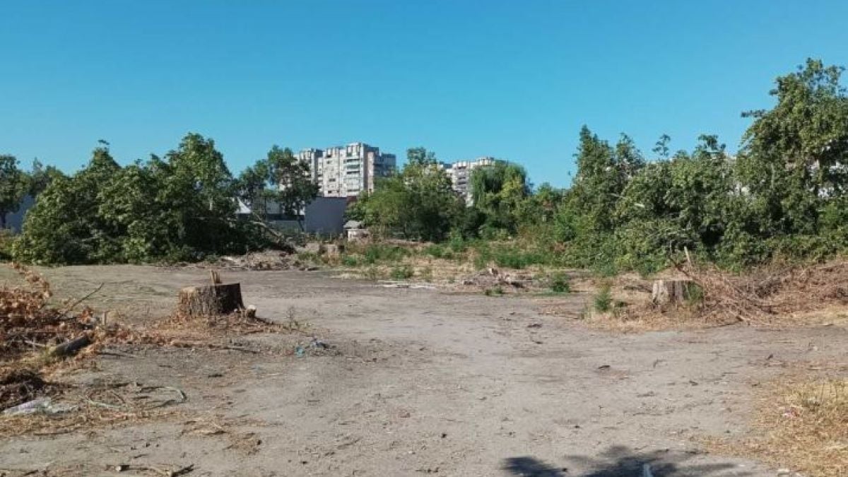 Мъка! Красиви дървета растат 50 години, мургав резач ги съсипва за 5 минути СНИМКИ