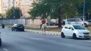 Принц на бял кон си търси принцесата между панелките в Асеновград СНИМКИ