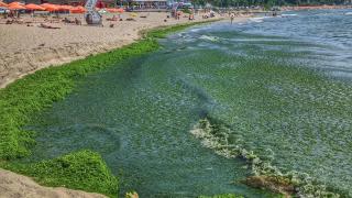 Опасна ли е "зелената супа" в Черно море, невиждана от 20 години?