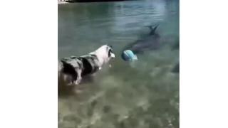 Удивителна гледка: Вижте как куче си играе с делфини ВИДЕО