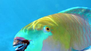 Това е тайната на белия пясък на Хаваите