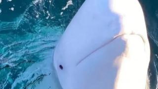 Прочутият руски "шпионин" Хвалдимир е бил застрелян 