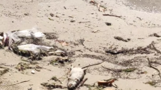 Тежко ни: Смъртта в Черно море достигна и нашите брегове ВИДЕО
