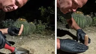 Мъж зари наденица, за да види какво ще направят мравките, случи се нещо неочаквано ВИДЕО