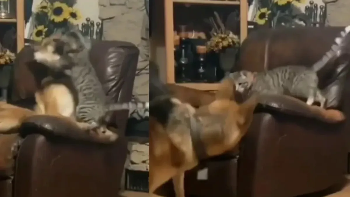 ВИДЕО запечата как котарак си отвоюва креслото от голямо куче