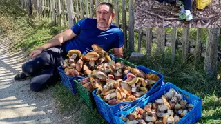 Голяма радост в Ардино! Гората е пълна със... СНИМКИ