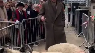 Холивудската звезда стана чобанин, подкара стадо овце из Лондон ВИДЕО 