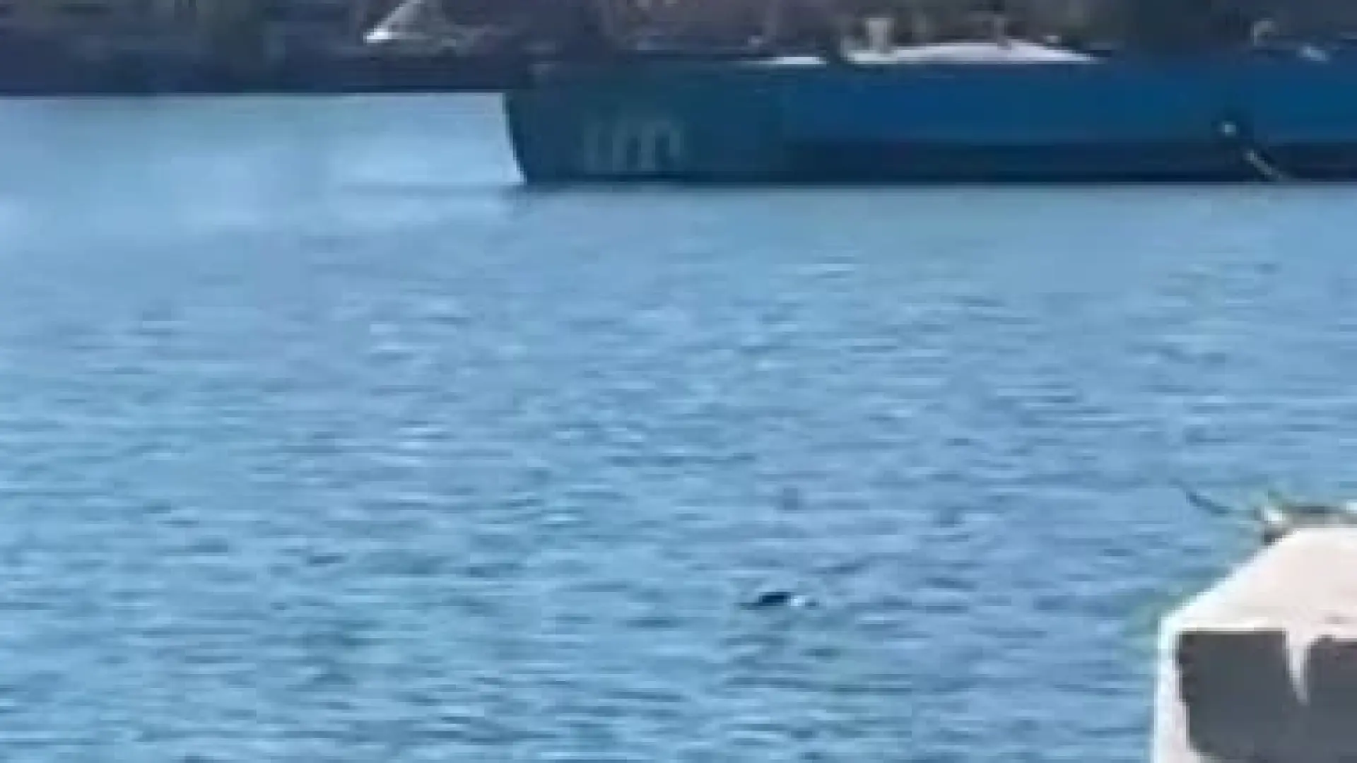 Зловеща гледка в Бургас! Морето почерня от трупове ВИДЕО 