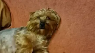 15-минутно убийство смрази София! Килърът отново е... ВИДЕО 18+