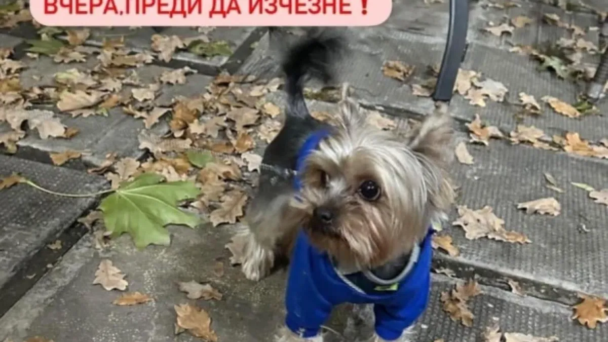 10 г. Никол не иска подаръците за рождения си ден, а само кученцето от СНИМКАТА да... 
