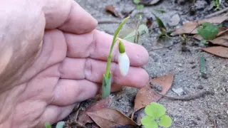 Природата у нас полудя! Поличбата вещае люта зима СНИМКИ