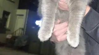 Хорър в столичен блок: Котки ядат от трупа на починалия си стопанин СНИМКИ