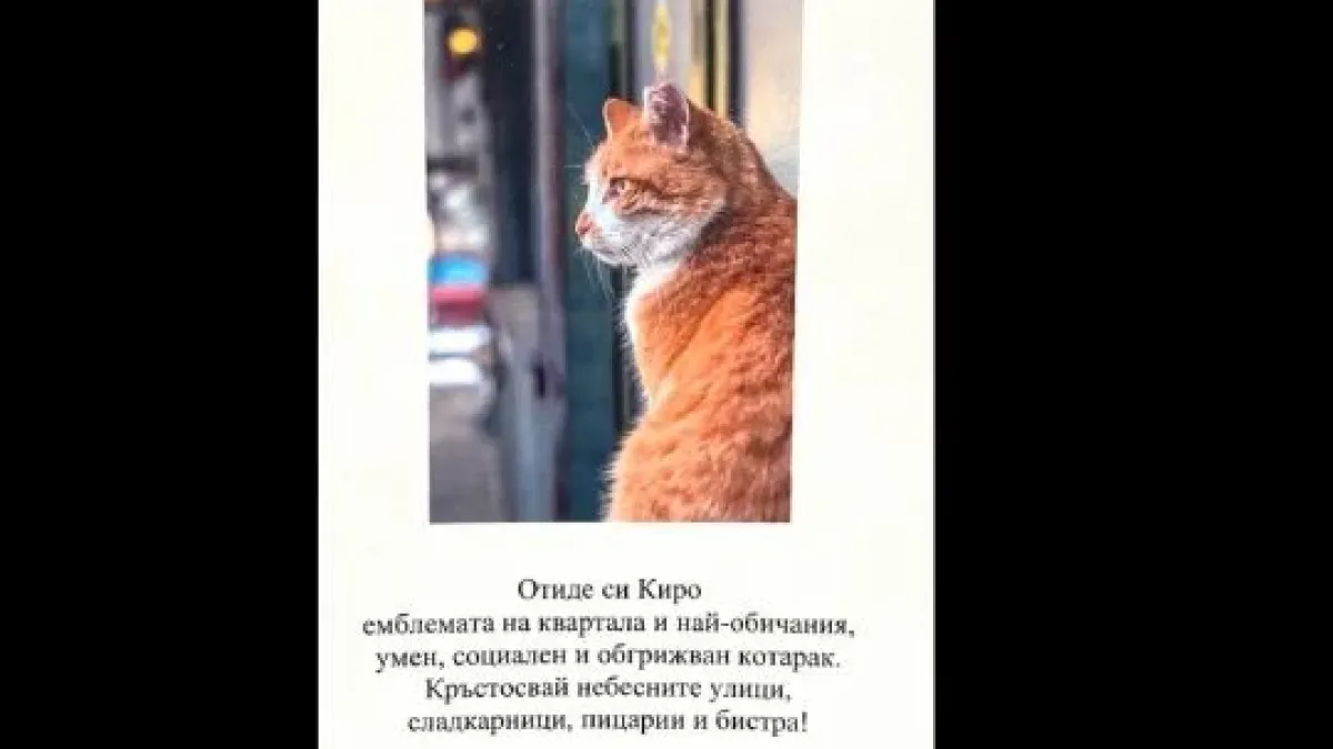 Центърът на София загуби една от емблемите си СНИМКА 