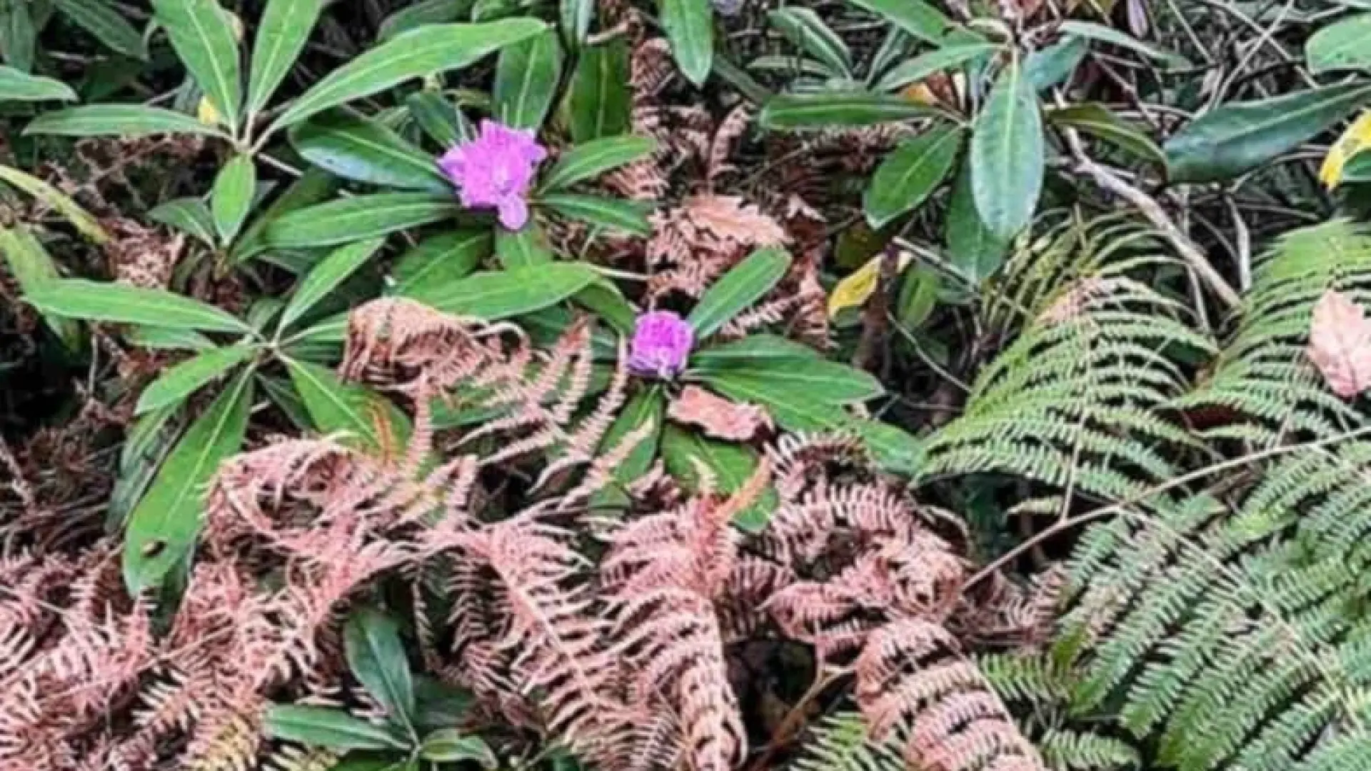 Неочаквана аномалия в Странджа! Насред есента хванаха на СНИМКА...