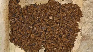 Шокираща находка в Източните Родопи, оказаха се дом на плашещи същества! СНИМКА