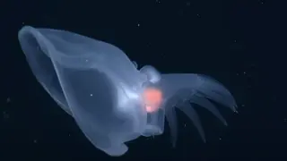 Какво е това? Нов уникален вид изумява учените ВИДЕО