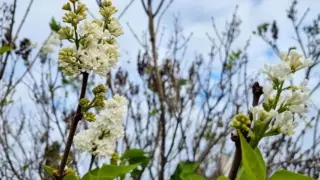 Плашеща аномалия във Варна, ще се сбъдне ли поверието СНИМКА 
