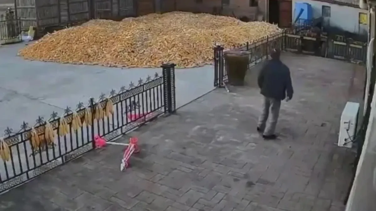 Дядо оцеля по чудо след среща с тигър ВИДЕО