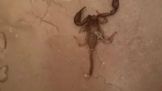 Кошмар: Пловдивчанка изпадна в ужас, след като откри скорпион в банята си СНИМКИ