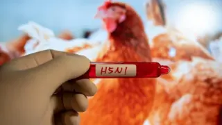 За първи път заразата удари човек: Дете хвана птичи грип