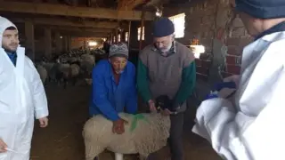 Екшън във Велинград! Фермери беснеят от мъка - намеси се полиция ВИДЕО