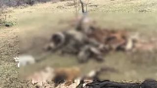 Зловеща гледка в "Джендема", трупове осеяха резервата СНИМКИ 