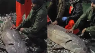 Рибари извадиха страшно чудовище край Емине ВИДЕО 