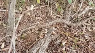 Шок във Варна! Мъж се натъкна на закъсняла пепелянка и ето какво стана ВИДЕО