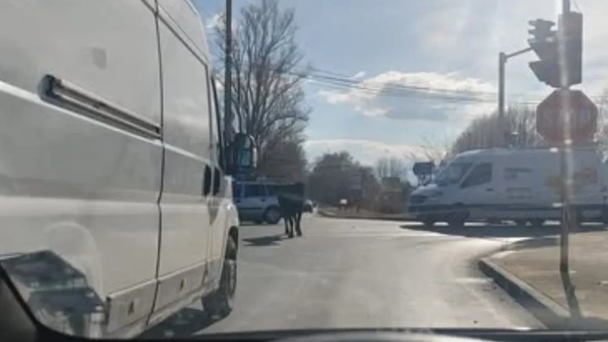 В Дивия Северозапад: Такова нещо не се вижда всеки ден ВИДЕО 
