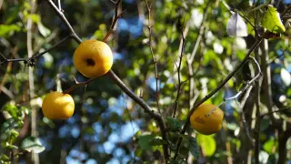 При катар на горните дихателни пътища спасението е едно